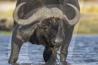 Cape buffalo (Syncerus caffer), Chobe national park, Botswana,