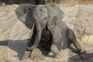 African elephant (Loxodonta africana) young rubbing, Chobe national park, Botswana,