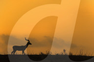 Impala (Aepyceros melampus) at dusk, Zimanga game reserve, KwaZulu-Natal, South Africa,