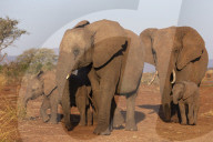 African elephant (Loxodonta africana), Zimanga game reserve, KwaZulu-Natal, South Africa