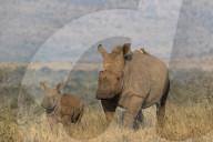White rhino (Ceratotherium simum) with calf, Zimanga private game reserve, KwaZulu-Natal, South Africa,