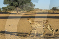 Cheetah (Acinonyx jubatus), Kgalagadi Transfrontier Park, South Africa,