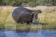 Hippo (Hippopotamus amphibius), Chobe national park, Botswana,