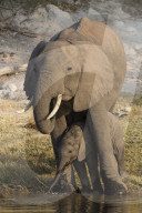 African elephant (Loxodonta africana) with calf drinking, Chobe national park, Botswana,