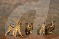Blackbacked jackal (Canis mesomelas), Zimanga private game reserve, KwaZulu-Natal, South Africa,