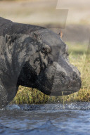 Hippo (Hippopotamus amphibius), Chobe national park, Botswana,