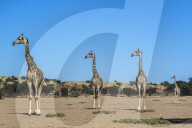 Giraffe (Giraffe camelopardalis), Kgalagadi Transfrontier Park, South Africa,