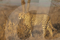 Cheetah (Acinonyx jubatus), Zimanga private game reserve, Kwaqulu-Natal, South Africa