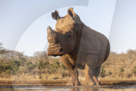 White rhino (Ceratotherium simum) bull at water, Zimanga private game reserve, KwaZulu-Natal, South Africa,