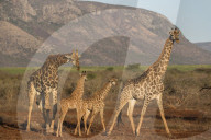Giraffe (Giraffa camelopardalis), Zimanga game reserve, KwaZulu-Natal, South Africa