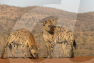 Spotted hyena (Crocuta crocuta), Zimanga private game reserve, KwaZulu-Natal, South Africa,