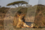 Lioness (Panthera leo), Zimanga private game reserve, KwaZulu-Natal, South Africa,