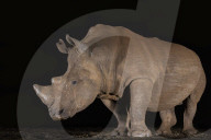 White rhino (Ceratotherium simum) at night, Zimanga private game reserve, KwaZulu-Natal, South Africa,