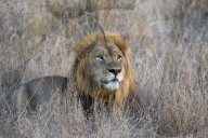 Lion (Panthera leo), Zimanga private game reserve, KwaZulu-Natal, South Africa,