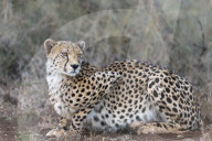 Cheetah (Acinonyx jubatus), Zimanga private game reserve, Kwaqulu-Natal, South Africa,