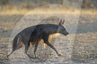 Brown hyaena (Hyaena brunnea), Kgalagadi Transfrontier Park, South Africa