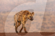 Spotted hyena (Crocuta crocuta), Zimanga private game reserve, KwaZulu-Natal, South Africa,