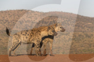 Spotted hyena (Crocuta crocuta), Zimanga private game reserve, KwaZulu-Natal, South Africa,