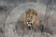 Lion (Panthera leo), Zimanga private game reserve, KwaZulu-Natal, South Africa,