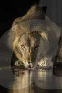 Lion (Panthera leo) drinking at night, Zimanga private game reserve, KwaZulu-Natal, South Africa,