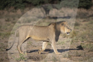 Lion (Panthera leo) male, Kgalagadi Transfrontier Park, South Africa,
