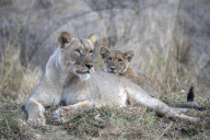Lioness (Panthera leo) with cub, Zimanga private game reserve, KwaZulu-Natal, South Africa