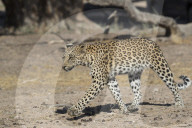 Leopard (Panthera pardus) female, Kgalagadi transfrontier park, South Africa,
