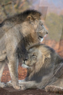 Lion (Panthera leo) brothers, Zimanga private game reserve, KwaZulu-Natal, South Africa,