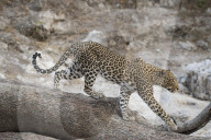 Leopard (Panthera pardus) female, Chobe national park