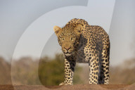 Leopard (Panthera pardus) male, Zimanga private game reserve, KwaZulu-Natal, South Africa