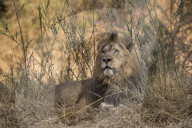 Lion (Panthera leo), Zimanga private game reserve, KwaZulu-Natal, South Africa,
