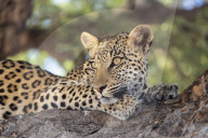 Leopard (Panthera pardus) female, Kgalagadi transfrontier park, South Africa,