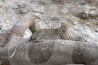Leopard (Panthera pardus) female, Chobe national park,