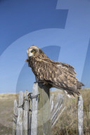 Short-eared owl (Asio flammeus) captive, Holy Island, Northumberland, UK,