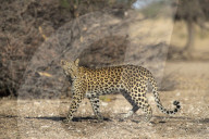Leopard (Panthera pardus) female, Kgalagadi transfrontier park, South Africa,
