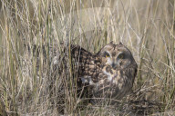 Short-eared owl (Asio flammeus) captive, Holy Island, Northumberland, UK