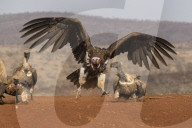 Lappetfaced vulture (Torgos tracheliotos) intimidating whitebacked vulture for food, Zimanga private game reserve, KwaZulu-Natal, South Africa, September 2019