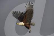 African fish eagle (Haliaeetus vocifer), Chobe river, Botswana,