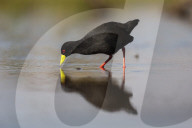 Black crake (Amaurornis flavirostra), Zimanga game reserve, KwaZulu-Natal, South Africa,