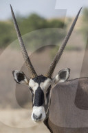 Gemsbok (Oryx gazella), Kgalagadi transfrontier park, South Africa