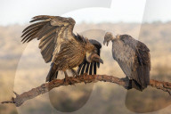 Whitebacked vultures (Gyps africanus), Zimanga private game reserve, KwaZulu-Natal, South Africa,