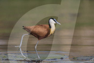 African jacana (Actophilornis africanus), Chobe river, Botswana,