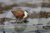 African jacana (Actophilornis africanus), Chobe river, Botswana,