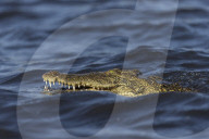 Nile crocodile (Crocodylus niloticus), Chobe river, Botswana,