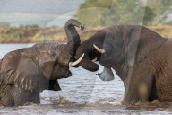 African elephants (Loxodonta africana) playfighting in water, Zimanga game reserve, KwaZulu-Natal, South Africa
