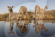 Greater kudu (Tragelaphus strepsiceros) at water, Zimanga private game reserve, KwaZulu-Natal, South Africa,