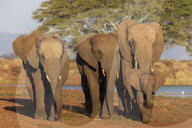African elephants (Loxodonta africana), Zimanga game reserve, KwaZulu-Natal, South Africa