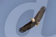 African fish eagle (Haliaeetus vocifer) carrying tiger fish, Chobe river, Botswana,