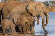 African elephants (Loxodonta africana) drinking Zimanga game reserve, KwaZulu-Natal, South Africa