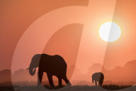 African elephants (Loxodonta africana) at sunset, Chobe national park, Botswana,